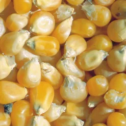 ohgreen Zaden: korrelmaïs pop corn tom pouce