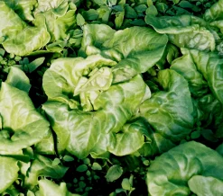 ohgreen Zaden: kropsla (4 seizoenen-) appia