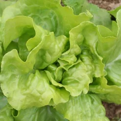 ohgreen Zaden: kropsla (lente-) express