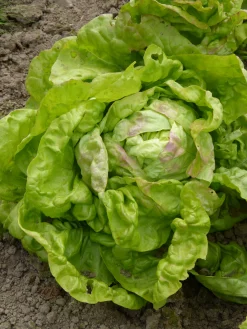 ohgreen Zaden: kropsla (lente-) reine de mai