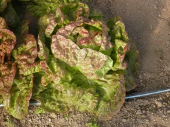 ohgreen Zaden: kropsla wonder van de 4 seizoenen