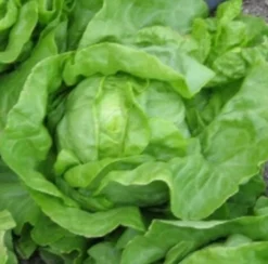 ohgreen Zaden: kropsla (zomer-) grosse blonde paresseuse