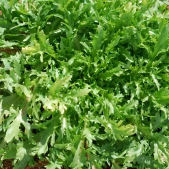 ohgreen Zaden: krulandijvie fine de louviers