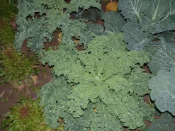 ohgreen Zaden: krulkool westlandse winter