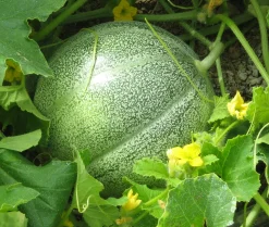 ohgreen Zaden: meloen petit gris de rennes