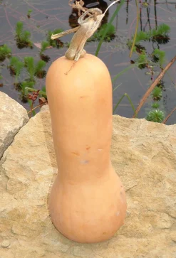 ohgreen Zaden: muskaatpompoen butternut