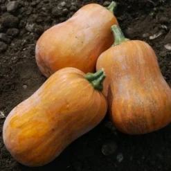 ohgreen Zaden: muskaatpompoen honeynut