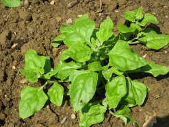 ohgreen Zaden: nieuwzeelandse spinazie