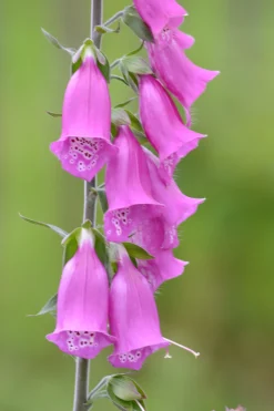 ohgreen Zaden: paars vingerhoedskruid