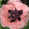 ohgreen Zaden: papaver enkele roze