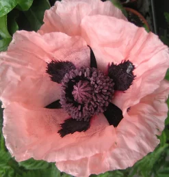 ohgreen Zaden: papaver enkele roze