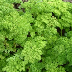 ohgreen Zaden: peterselie gekruld dwerg mousse 2