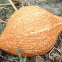 ohgreen Zaden: pompoen golden hubbard