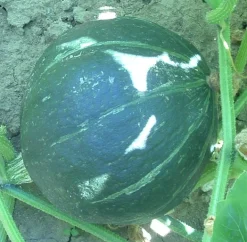 ohgreen Zaden: pompoen green hokkaïdo