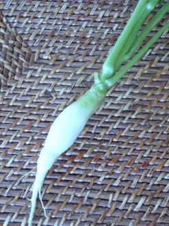 ohgreen Zaden: radijs chandelle de glace