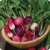 ohgreen Zaden: radijs gemengd