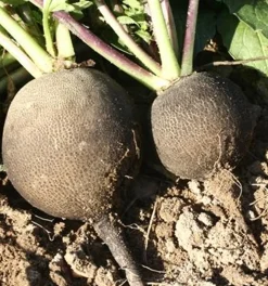 ohgreen Zaden: radijs (winter-) zwart rond