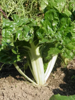 ohgreen Zaden: snijbiet groen met witte bladstelen