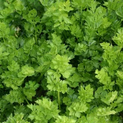 ohgreen Zaden: snijselderij 'gewone snij'
