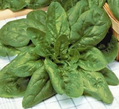 ohgreen Zaden: spinazie géant d'hiver