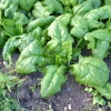 ohgreen Zaden: spinazie vroege reuzenblad