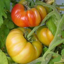 ohgreen Zaden: tomaat ananas