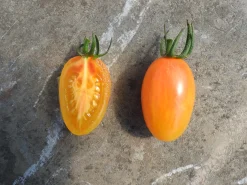 ohgreen Zaden: tomaat blush