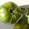 ohgreen Zaden: tomaat green zebra