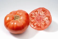 ohgreen Zaden: tomaat marmande