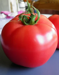 ohgreen Zaden: tomaat rose de berne