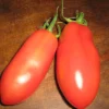 ohgreen Zaden: tomaat san marzano