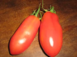 ohgreen Zaden: tomaat san marzano