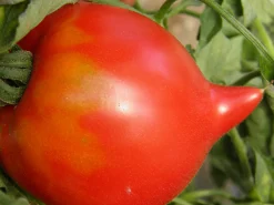 ohgreen Zaden: tomaat téton de vénus