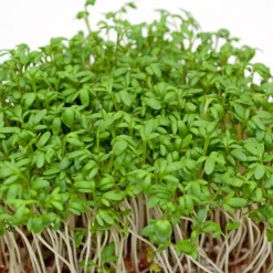 ohgreen Zaden: tuinkers alénois