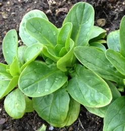 ohgreen Zaden: veldsla vit