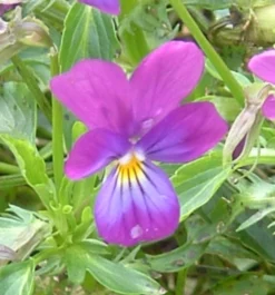 ohgreen Zaden: viooltje wild