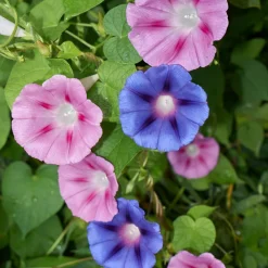 ohgreen Zaden: winde gemengd