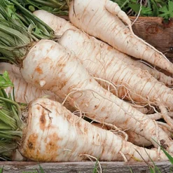 ohgreen Zaden: wortel-peterselie