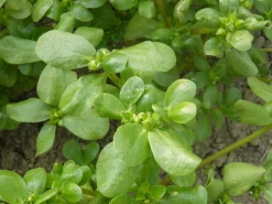 ohgreen Zaden: zomer-postelein goud