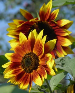 ohgreen Zaden: zonnebloem herfst kleuren