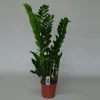 ohgreen Zamioculcas ( ZZ-plant of Emerald palm )