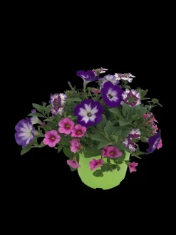 ohgreen Zomerse bloeitrio p17