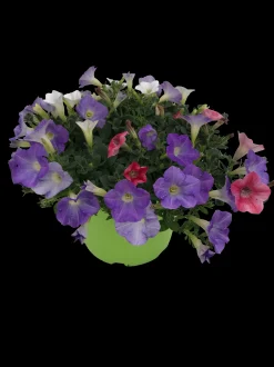 ohgreen Zomerse bloeitrio p17