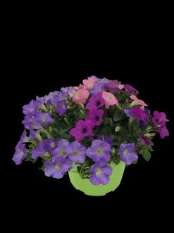 ohgreen Zomerse bloeitrio p17