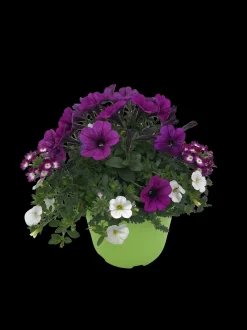 ohgreen Zomerse bloeitrio p17