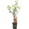 ohgreen Zure kers patioboompje prunus cerasus morel
