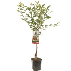 ohgreen Zure kers prunus cerasus morello laagstam