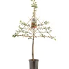 ohgreen Zure kersenboom prunus cerasus morello leiboom